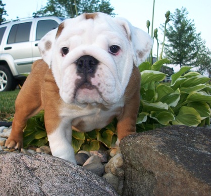 Available Pups - The Bulldog Ranch, formerly known as Wostal Family ...